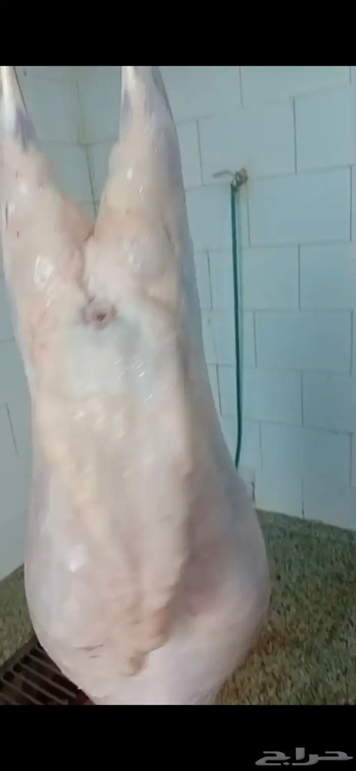 طليان ذبايح حريات سواكن ورفيديات كاش او اقساد 20