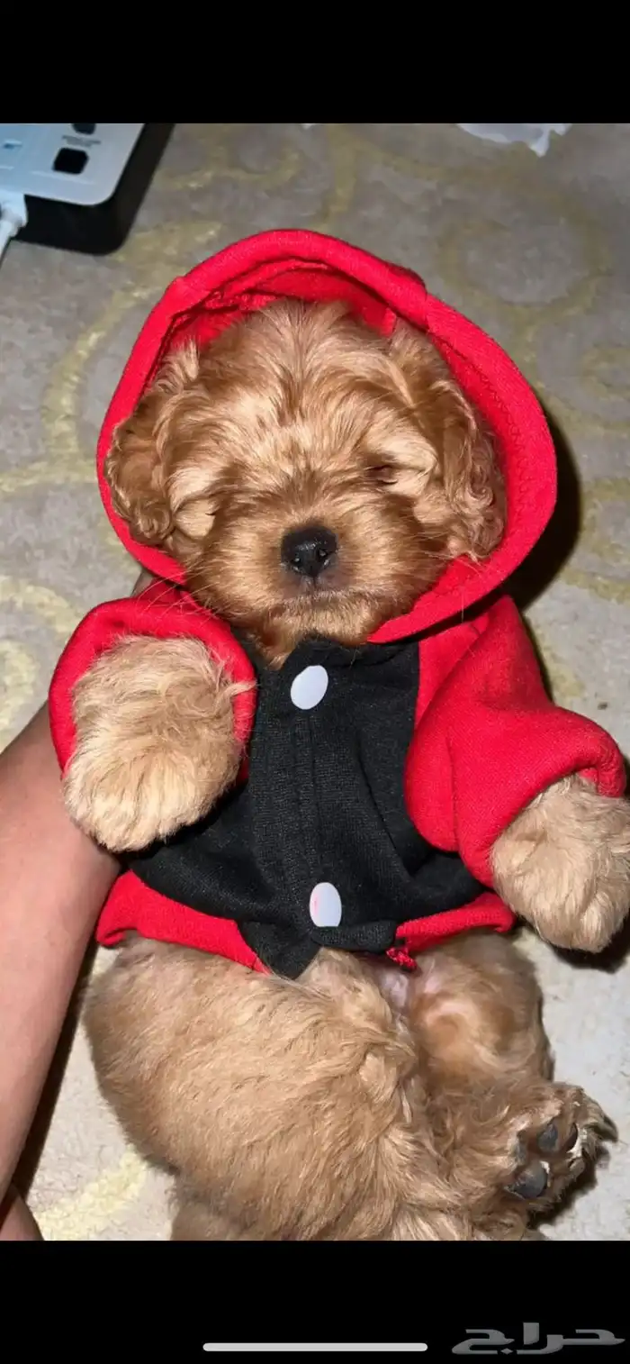 كلب بودل للبيع 0