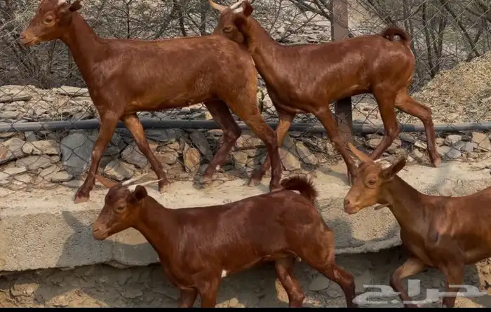 جفار دهم صنف تم البيييع 15