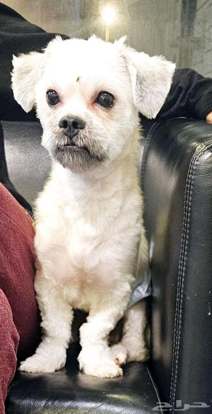 للتبني النوع كوتون محلوق options dog cotton 9