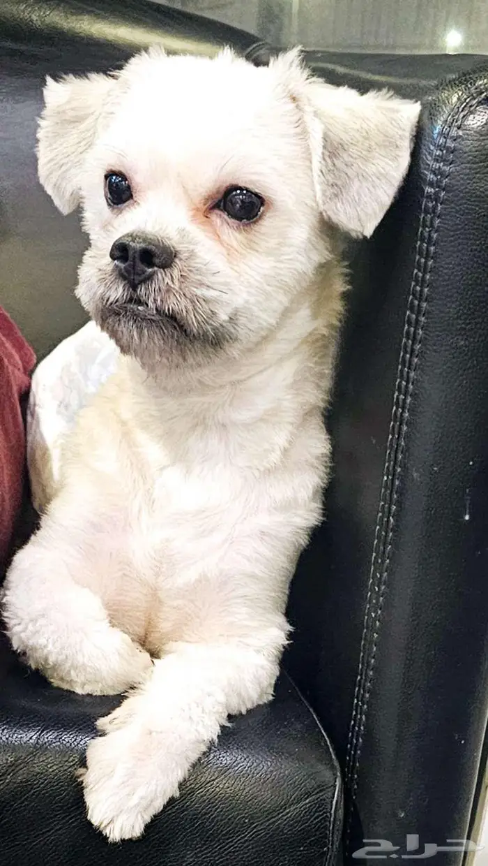 للتبني النوع كوتون محلوق options dog cotton 0