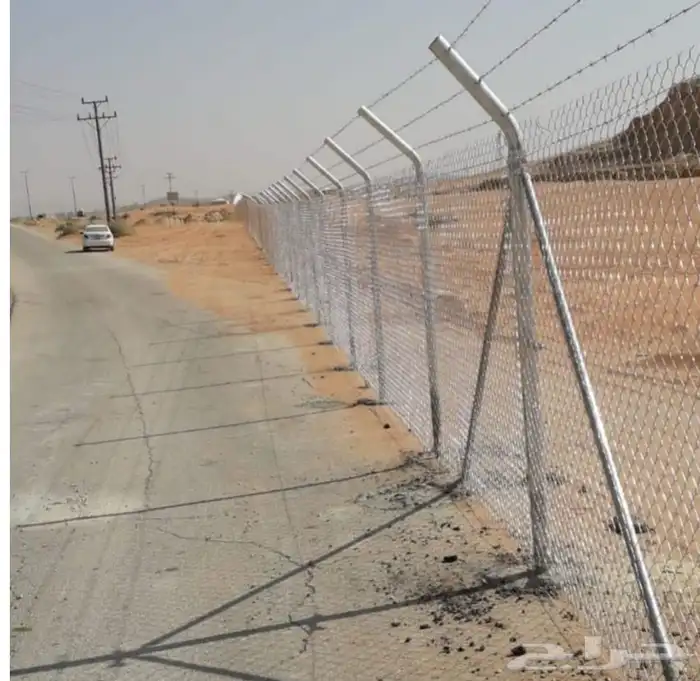 نخيل واشنطنيا زينه 2