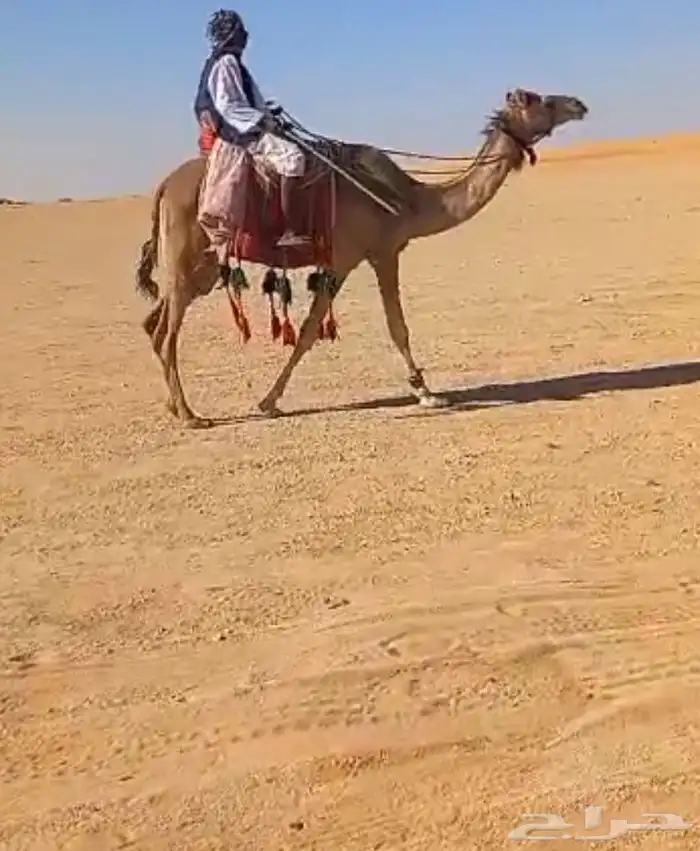 للبيع رحول ابل طوع 0