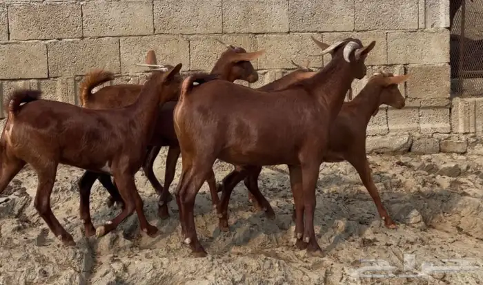 جفار دهم صنف تم البيييع 4