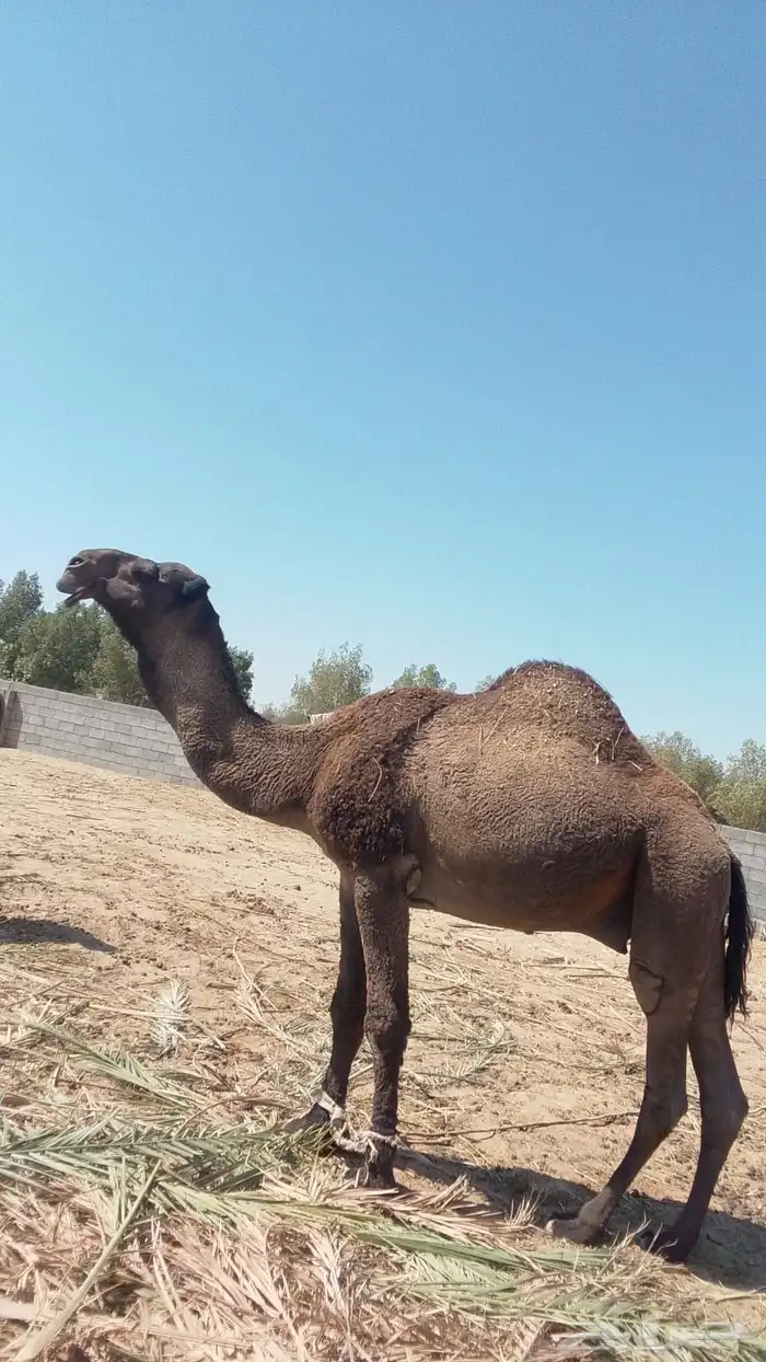 فحل ابل للبيع 1