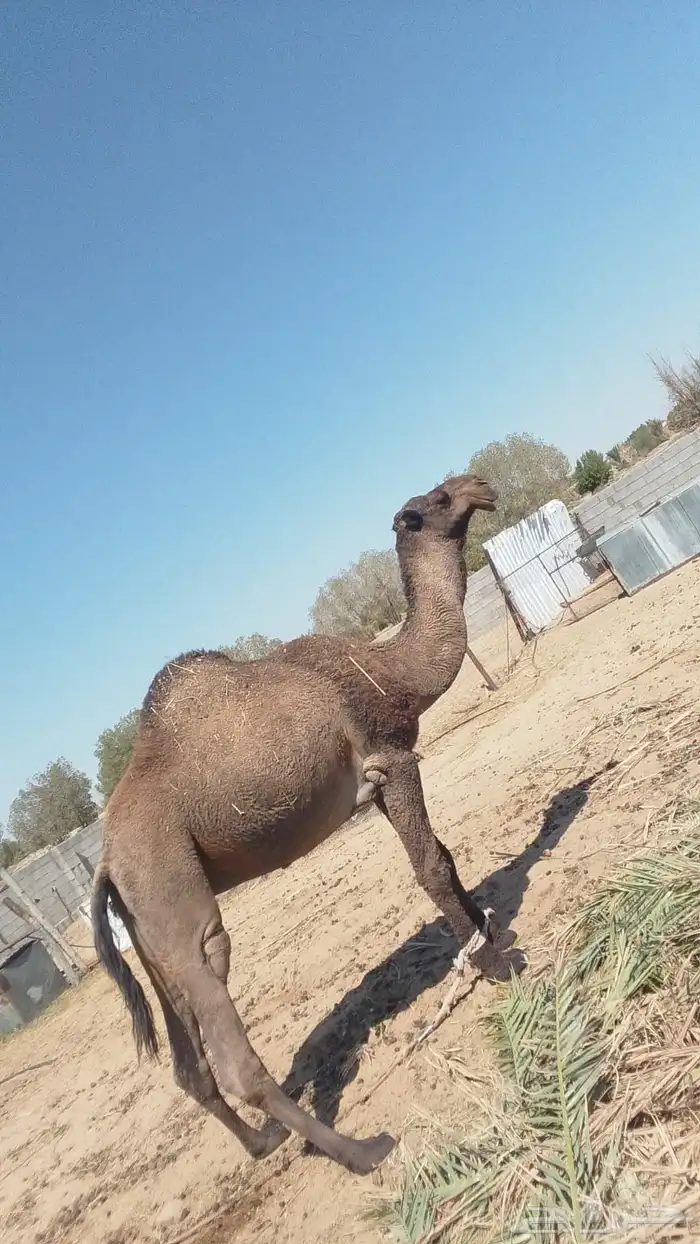 فحل ابل للبيع 0