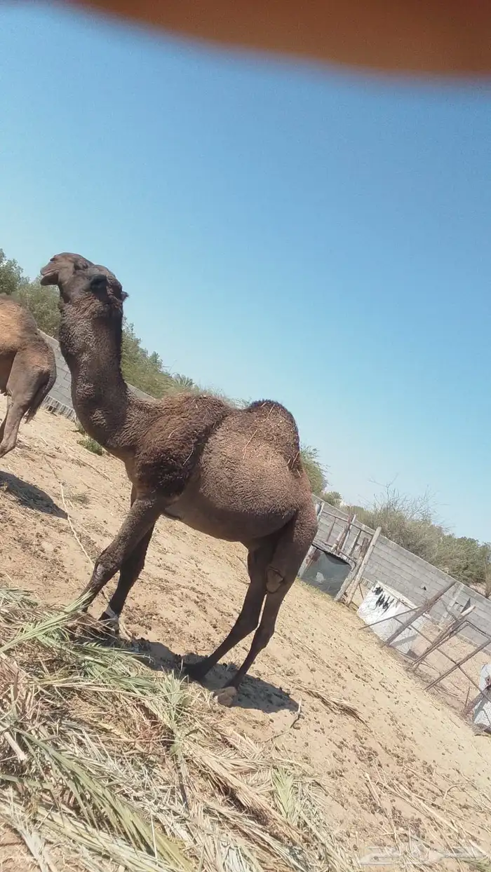 فحل ابل للبيع 2