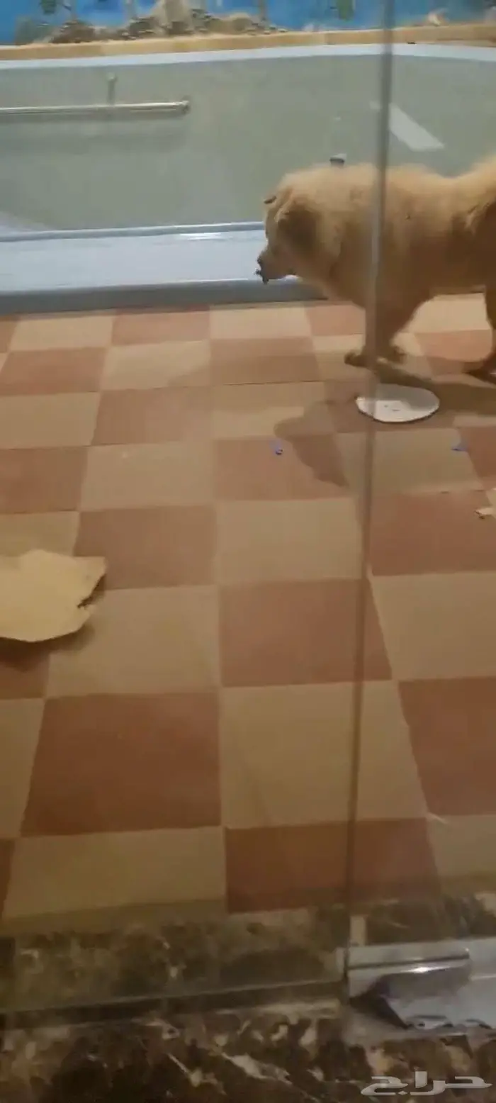 كل تشاو تشاو للبيع للمصمم على الشراء الاتصال دون واتساب 0