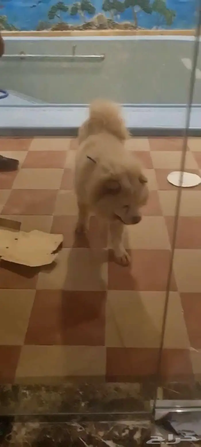 كل تشاو تشاو للبيع للمصمم على الشراء الاتصال دون واتساب 1