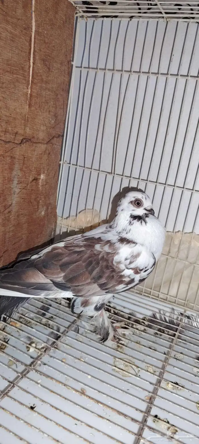 للبيع حمام طبات رقاص سلكي وانثى كوري وذكر كوره 2