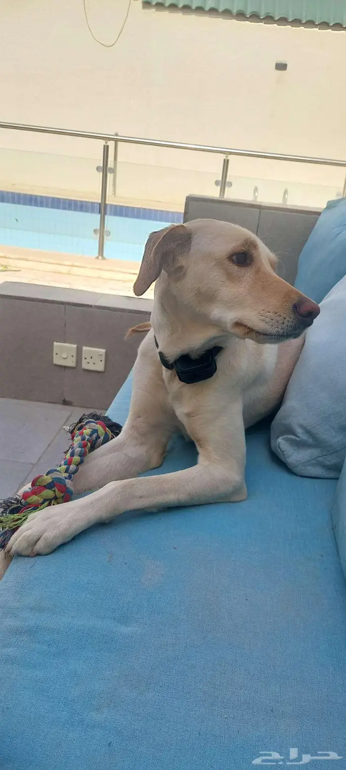 كلب هجين لابرادور 0