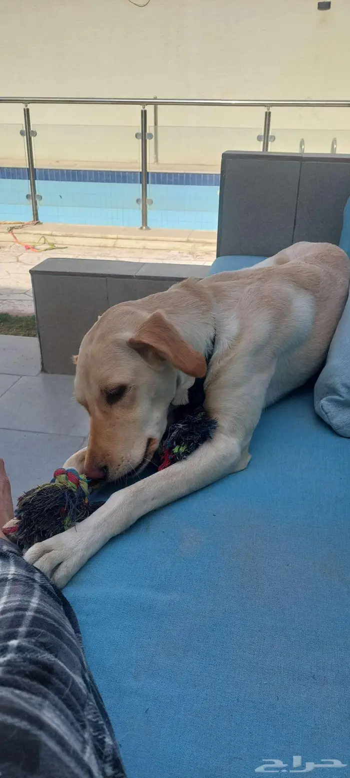 كلب هجين لابرادور 1