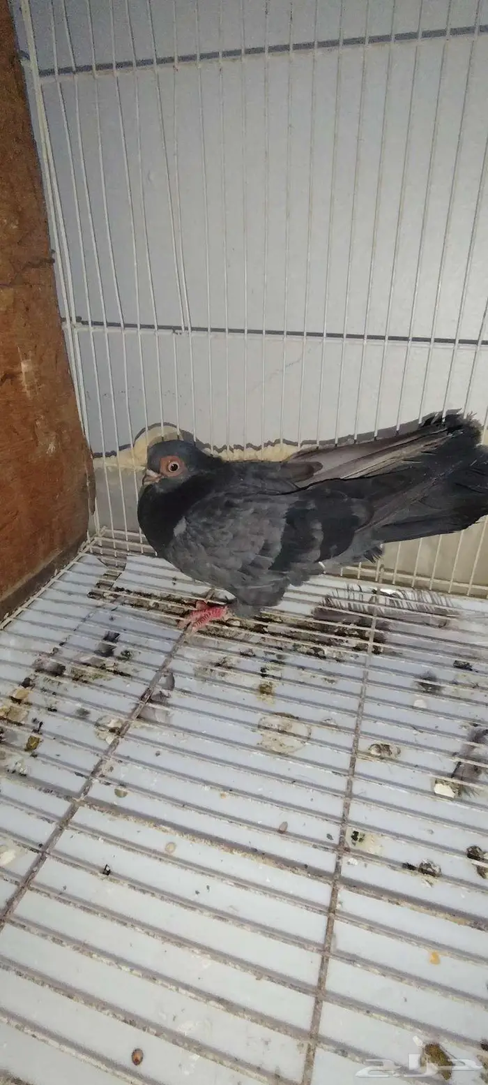 للبيع حمام طبات رقاص سلكي وانثى كوري وذكر كوره 3