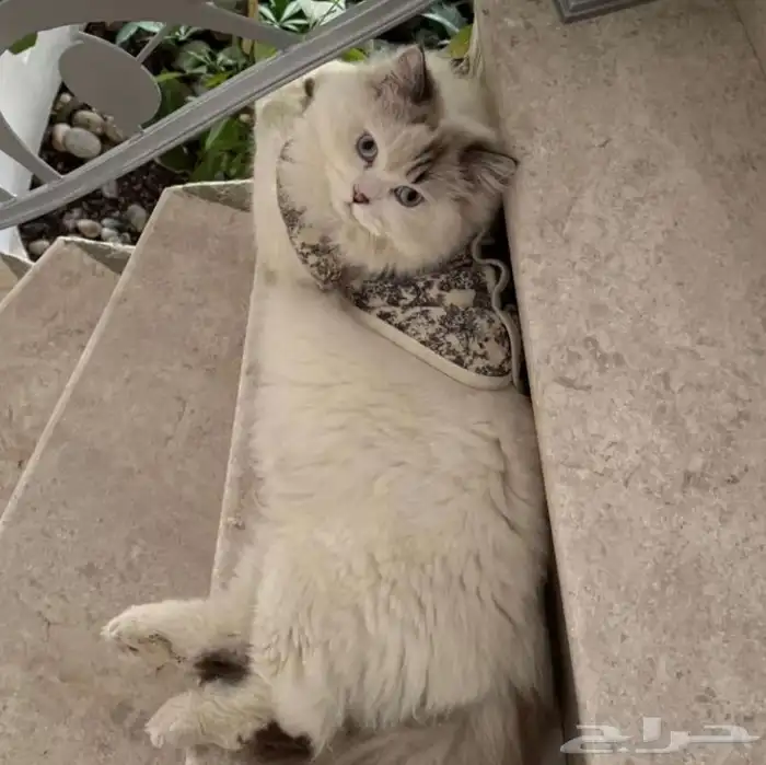 قطوه ذكر وانثى للبيع الاثنين 3