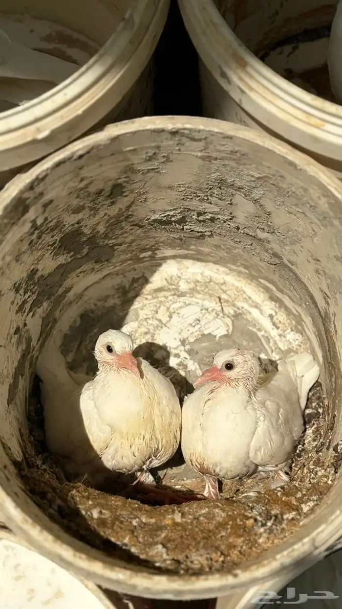 زغاليل فرنسي شحم ولحم 0