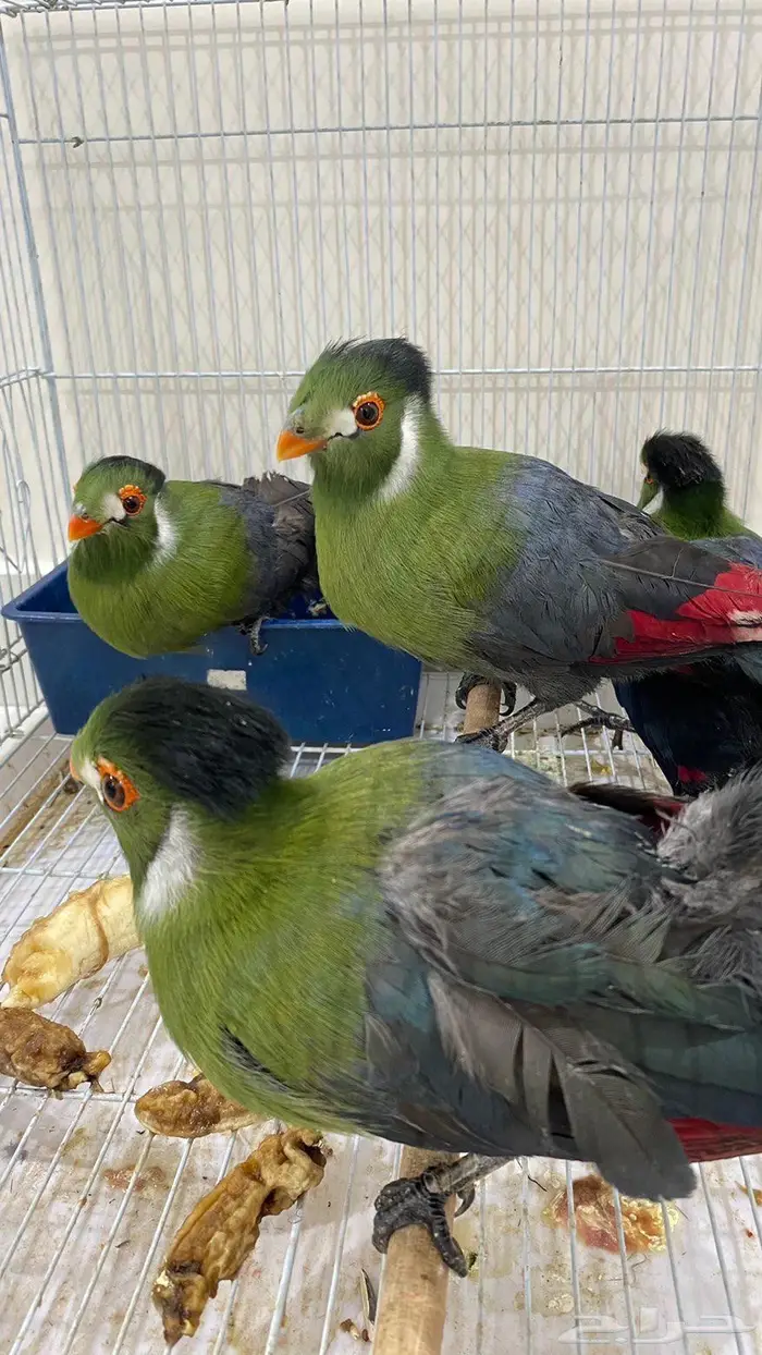 طيور التراكو نادر 0