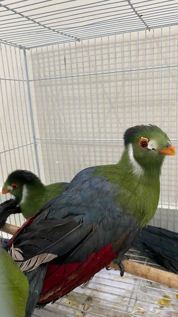 طيور التراكو نادر 1