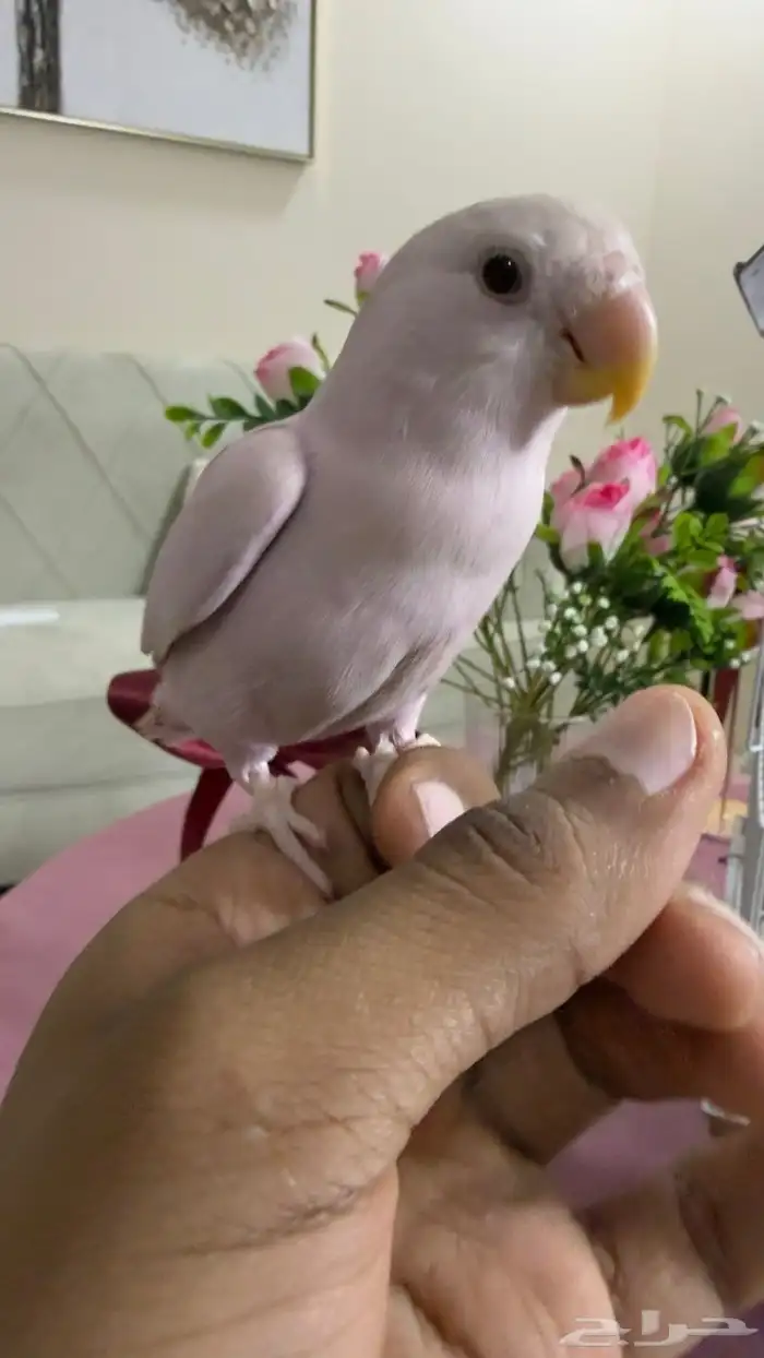 طير روز اليف 2