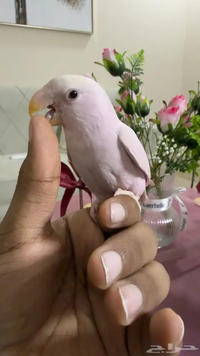 طير روز اليف 0