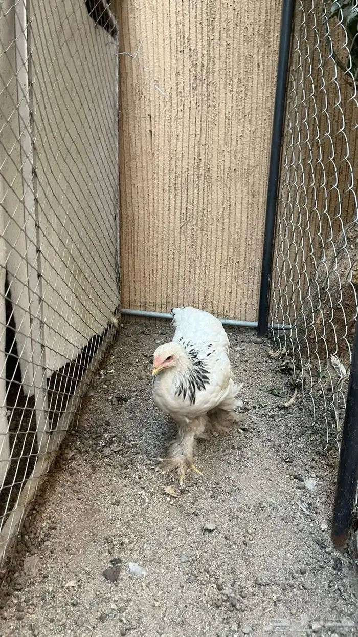 دجاج براهما كلمبي 1