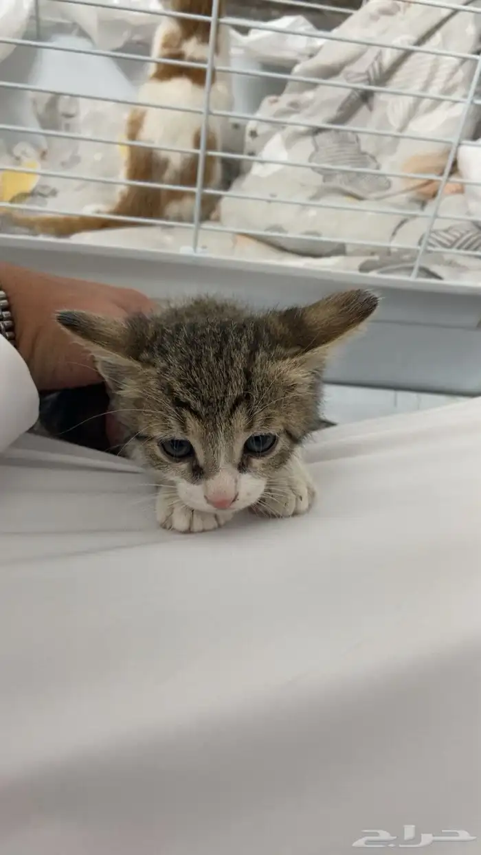 قطتين للبيع 2