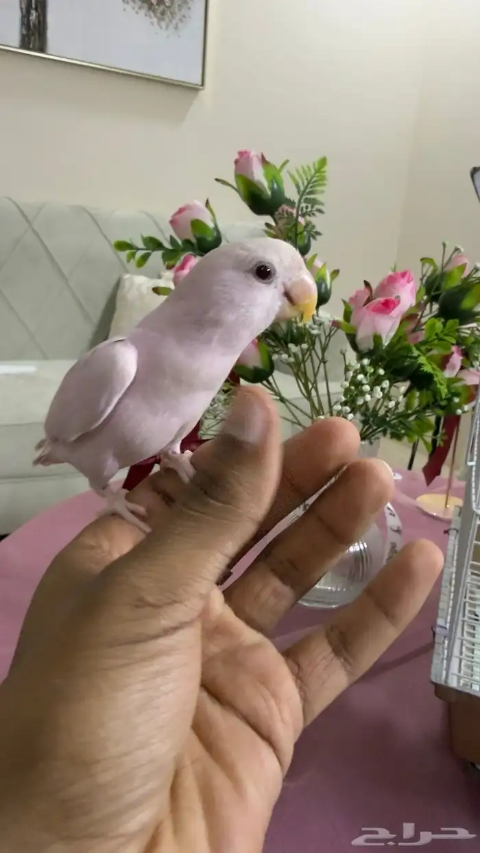 طير روز اليف 1