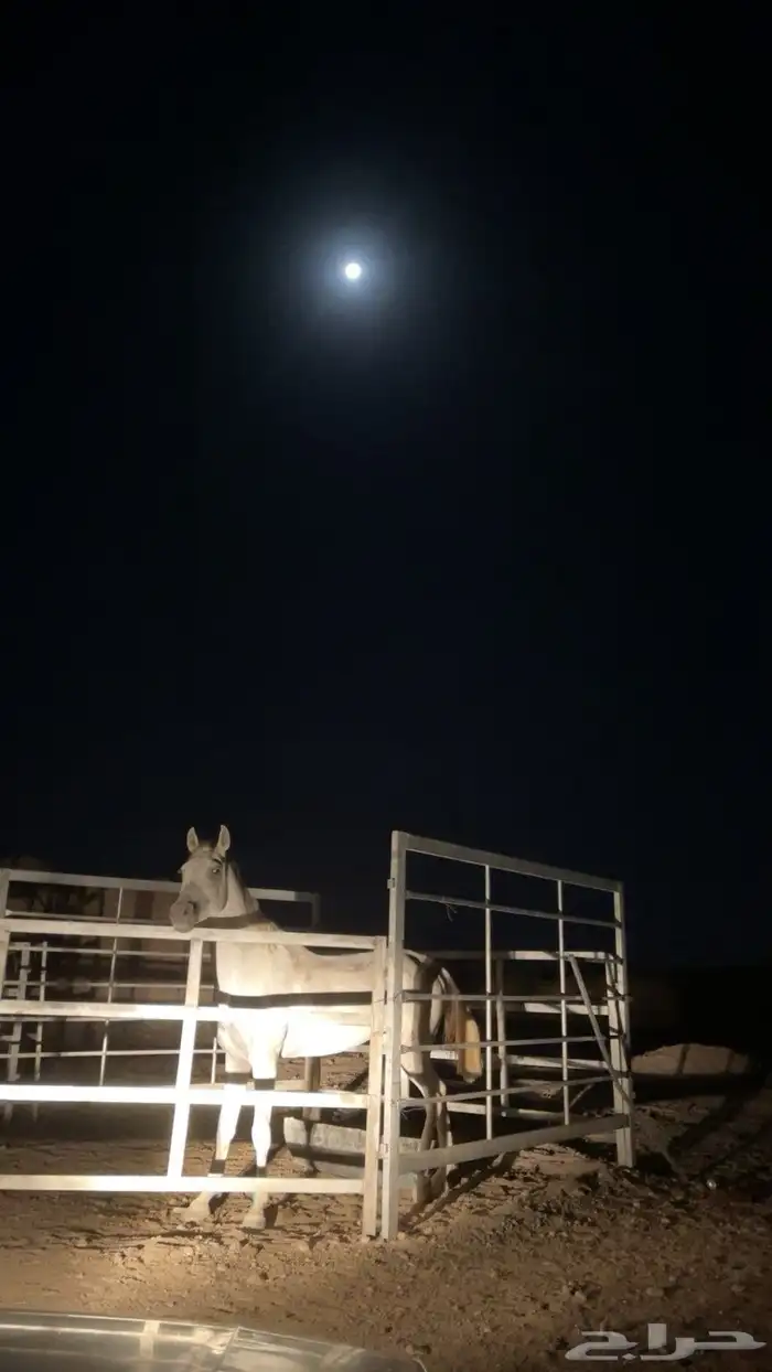 حصان شعبي للبيع 0