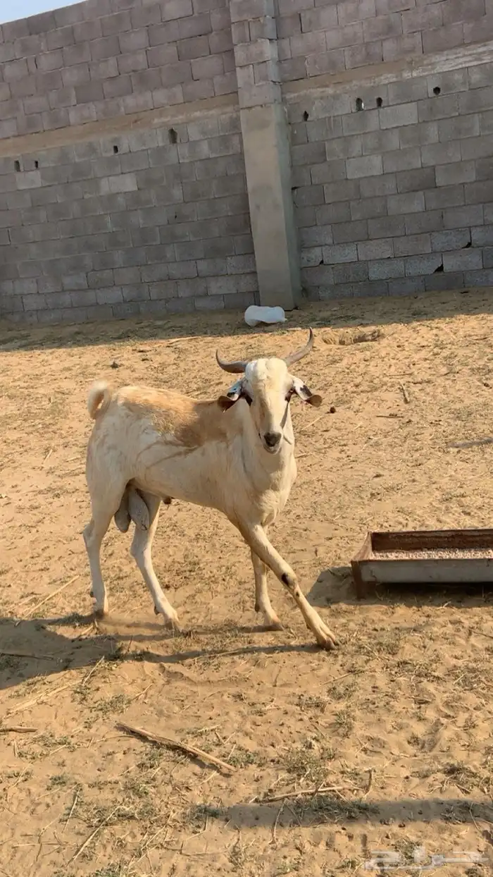 تيس بيشي فاخر مد إنتاج فاخر ما شاء الله تبارك الله 1