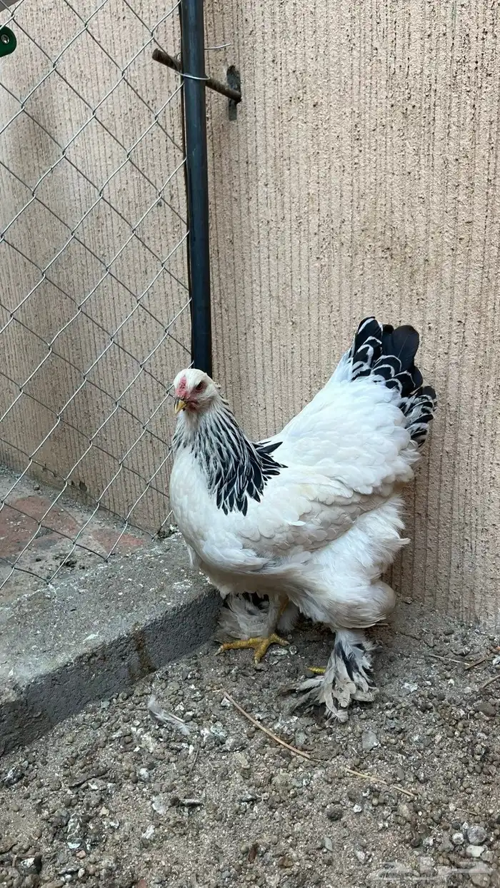 دجاج براهما كلمبي 2