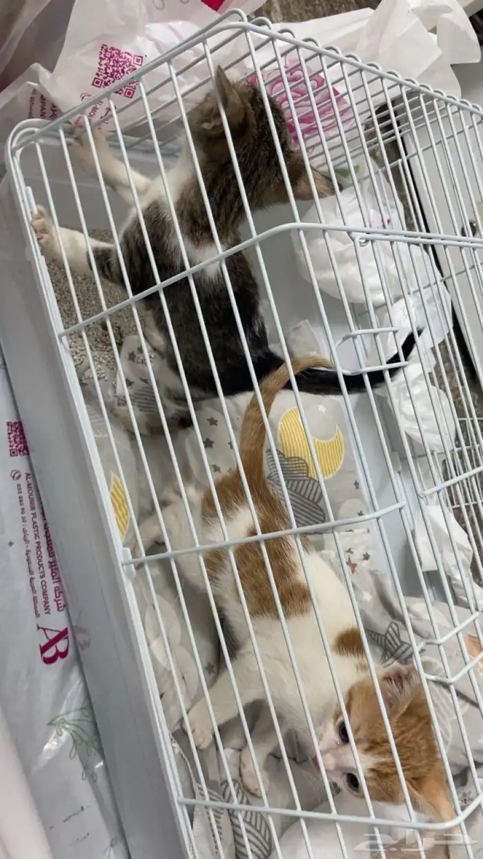 قطتين للبيع 1