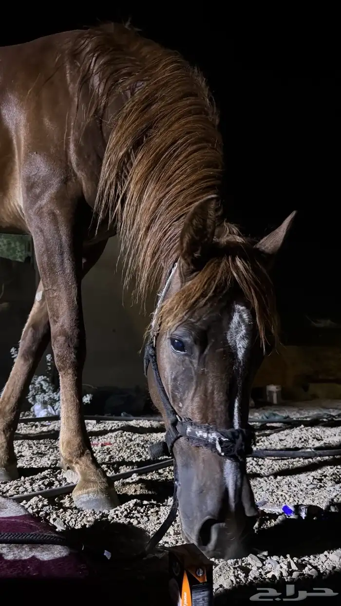 فرس شعبيه للبيع 3