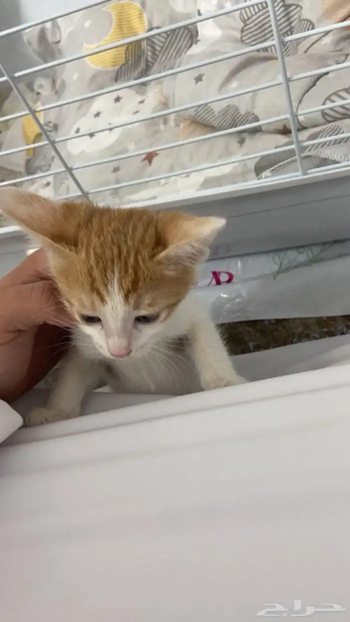 قطتين للبيع 3