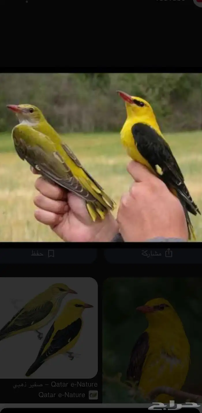 صفري 10 حبات صيد الموسم ذا للبيع تخزين فريزر ((الموقع ينبع) 0