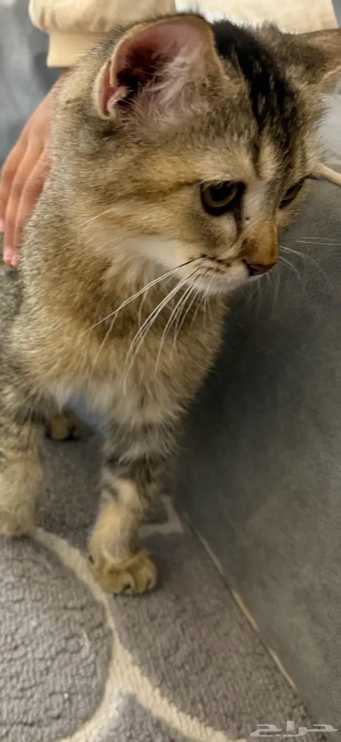 ذكر تبني الهفوف 2