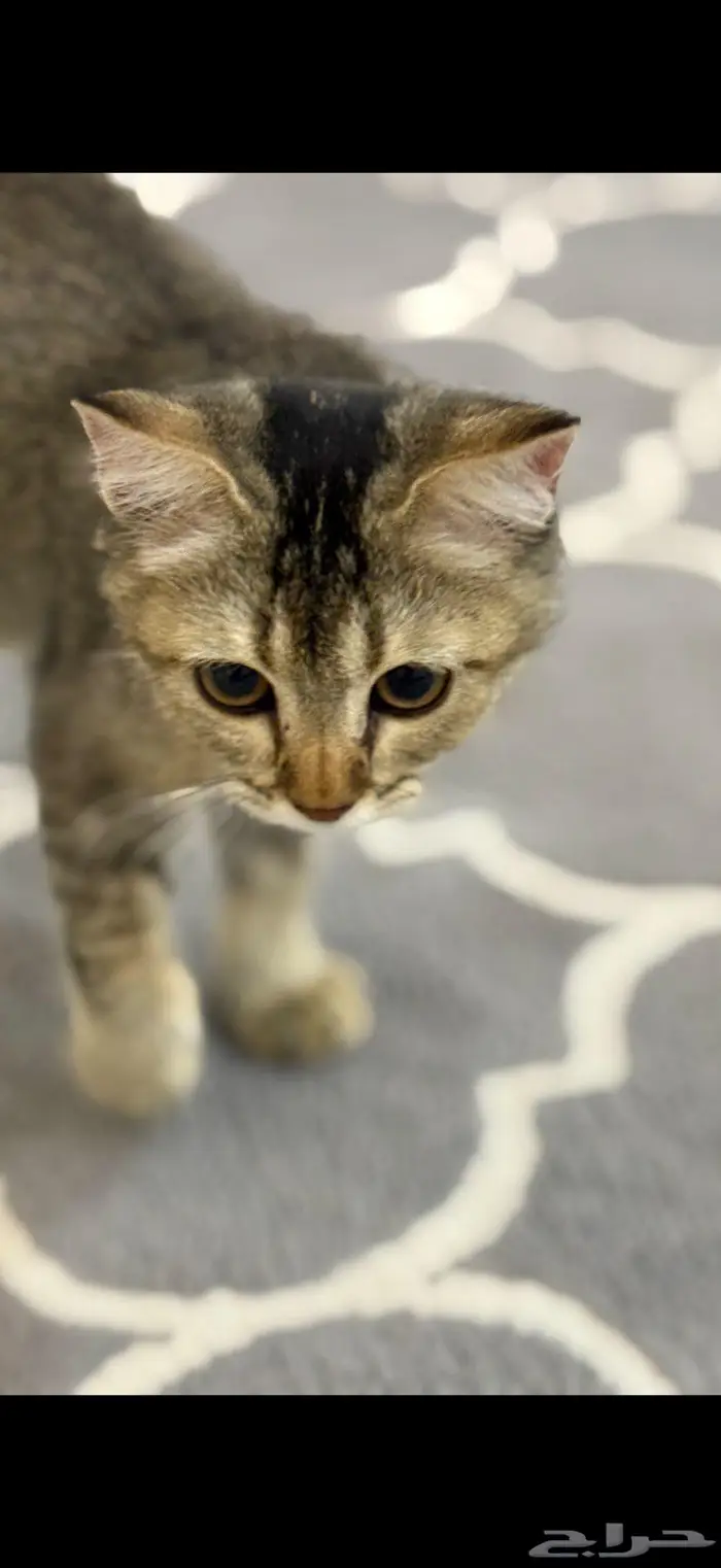 ذكر تبني الهفوف 1