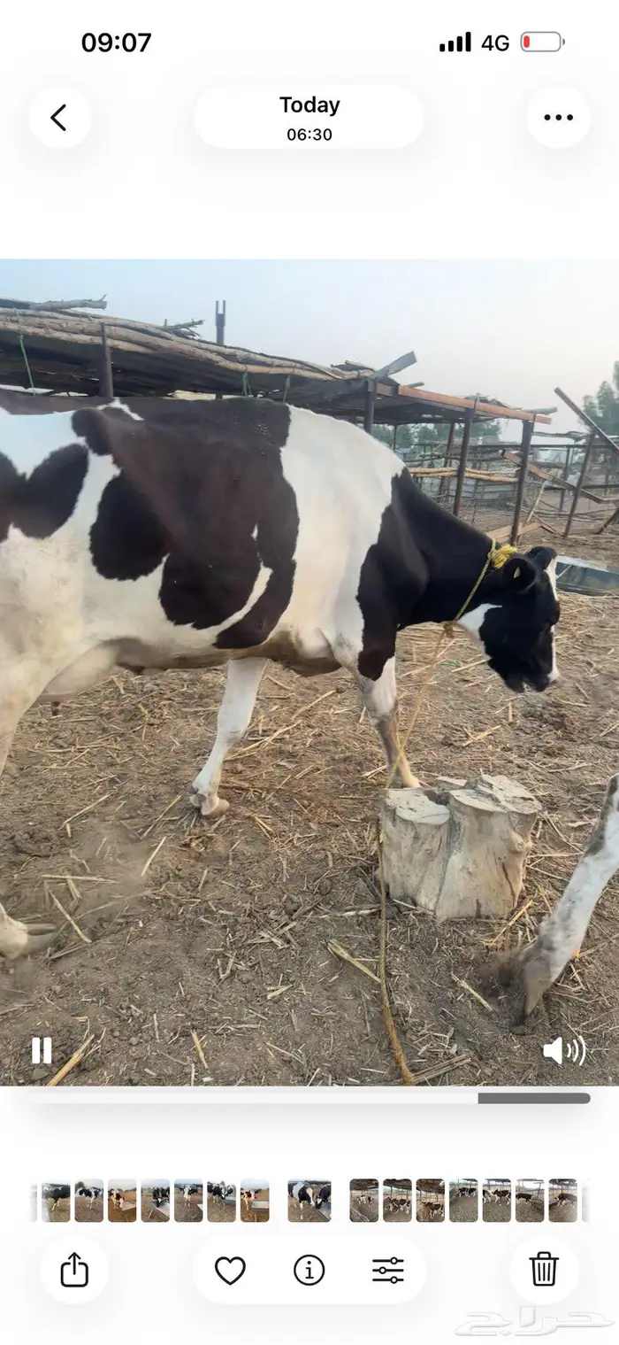 بقر هولندي فاخر ولد 16