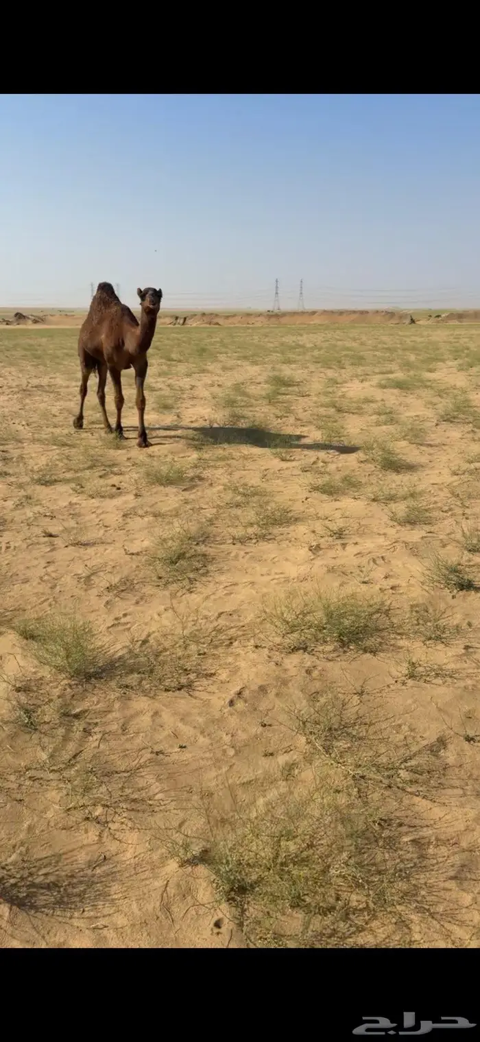 قعود لقي فحل 1