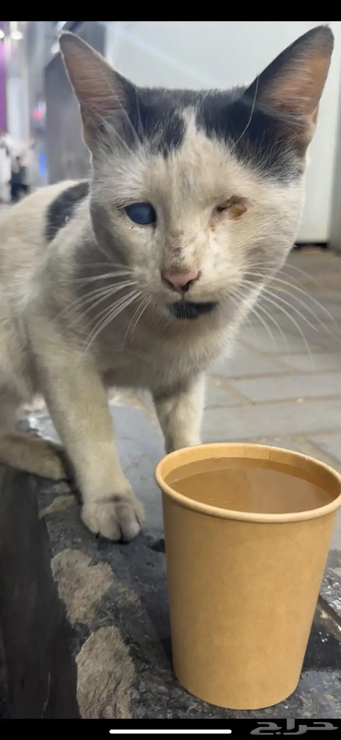 محتاج انقاذ اعمى 0