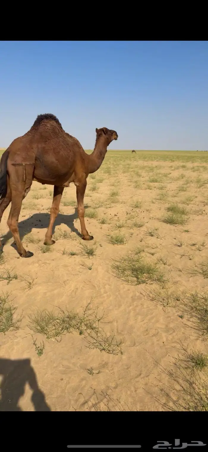 قعود لقي فحل 0