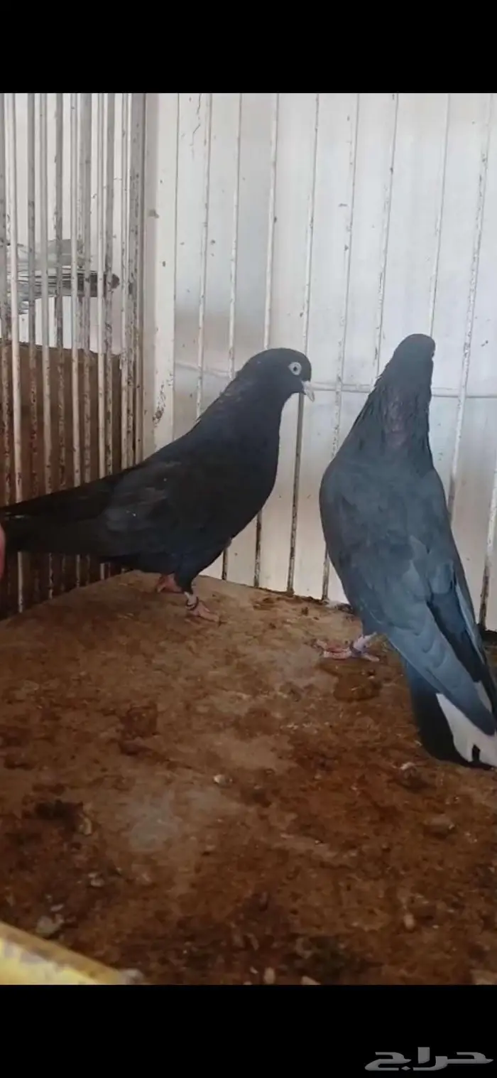 جوز قطايف سود صوافي من طيور سالم الدوسري 0