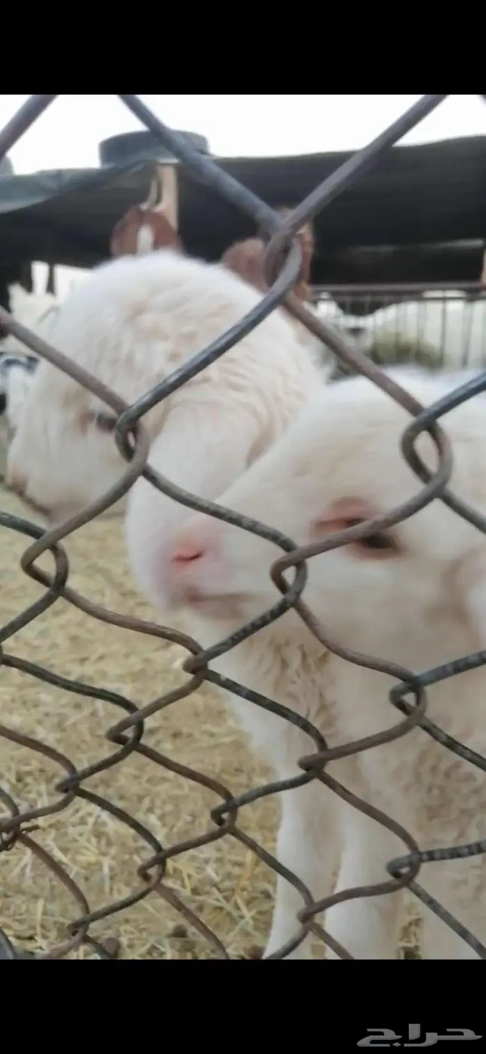 خروف رماني بلدي 2