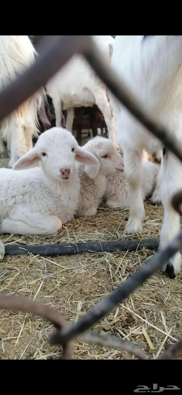 خروف رماني بلدي 1