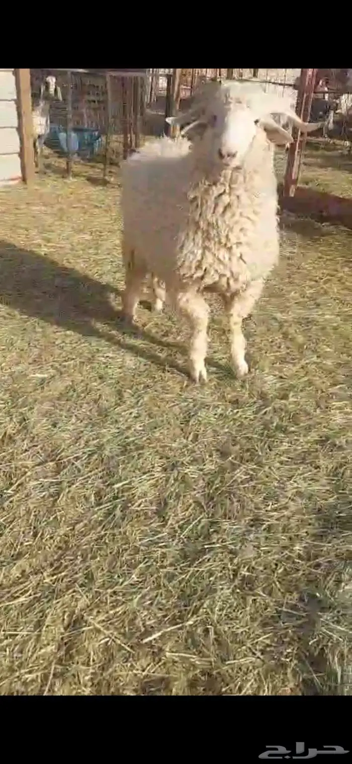 خروف رماني بلدي 0