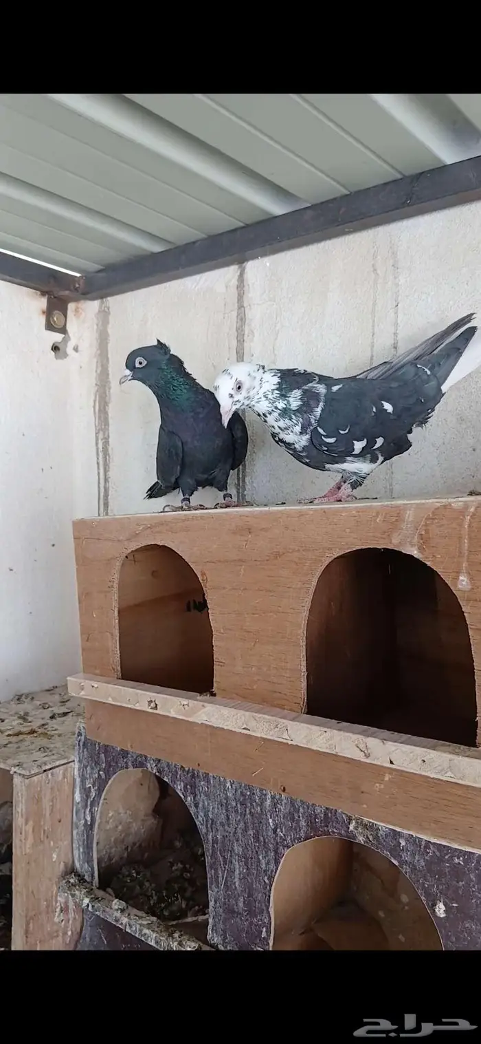 جوز قطايف معاريف 0