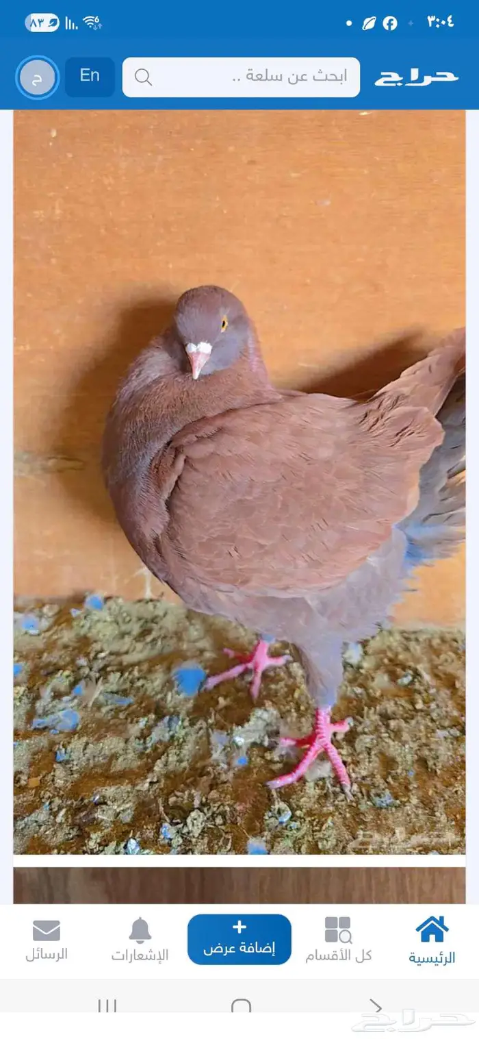 ثلاثة كنق مودينا ذكر مع عياله 2