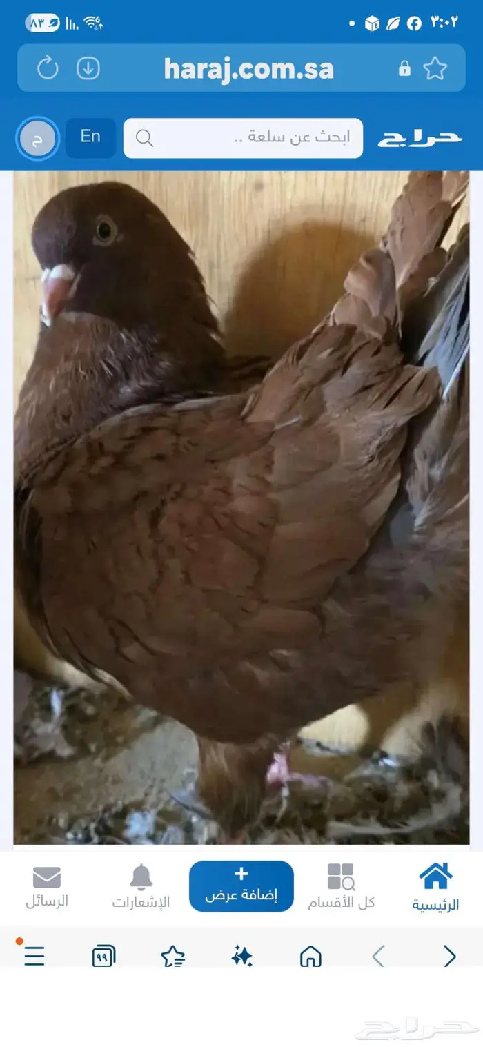 ثلاثة كنق مودينا ذكر مع عياله 1