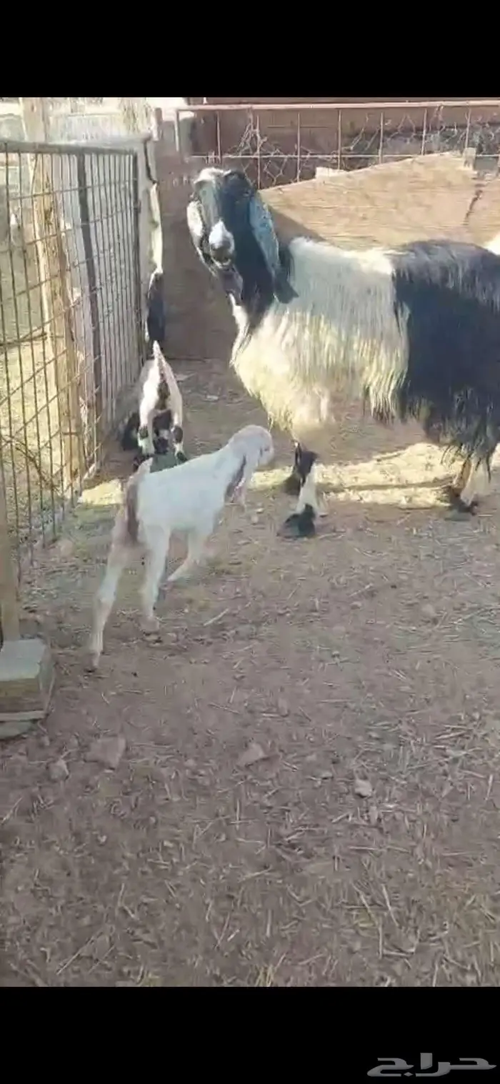 للبيع عنز فاخرة تحتها 2 1