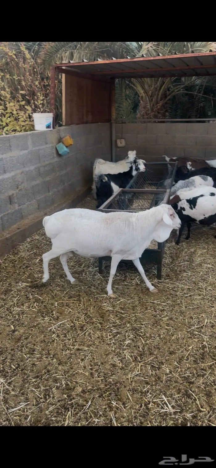 فحل بربري ابيض منتج 0