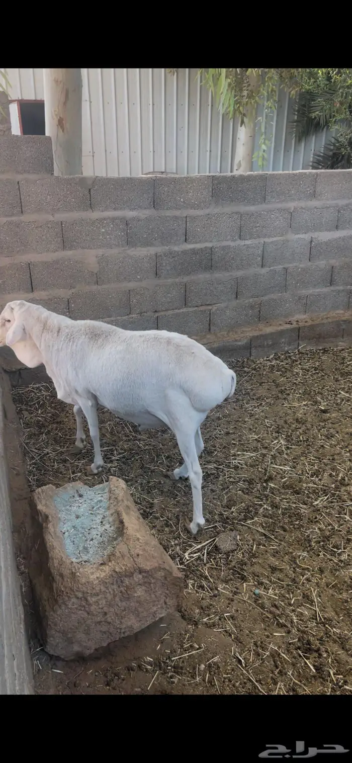 فحل بربري ابيض منتج 1