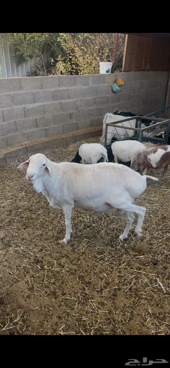 فحل بربري ابيض منتج 4